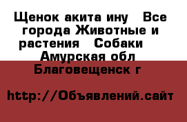 Щенок акита ину - Все города Животные и растения » Собаки   . Амурская обл.,Благовещенск г.